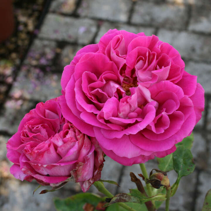 Historisk rose 'Paul Neyron'