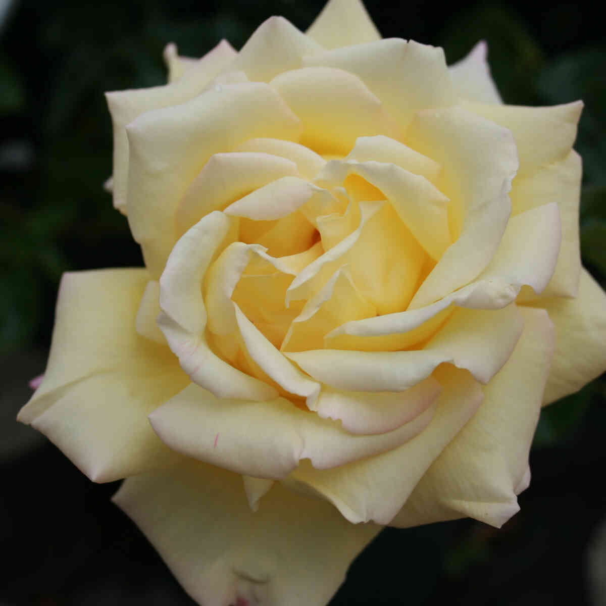 Rose 'Peace'