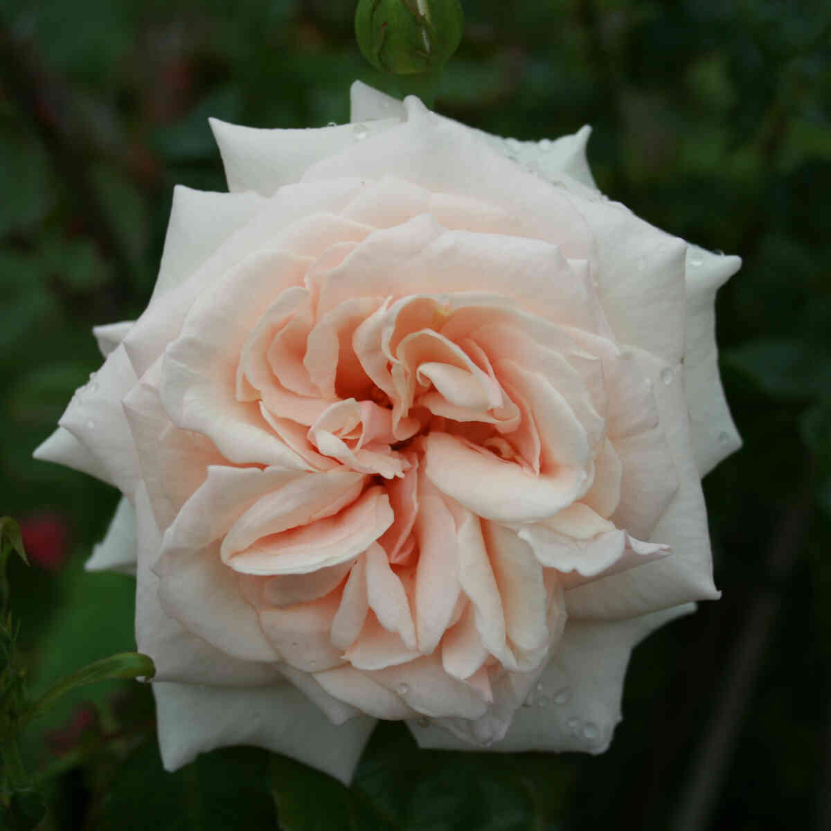 Climbing rose 'Penny Lane'