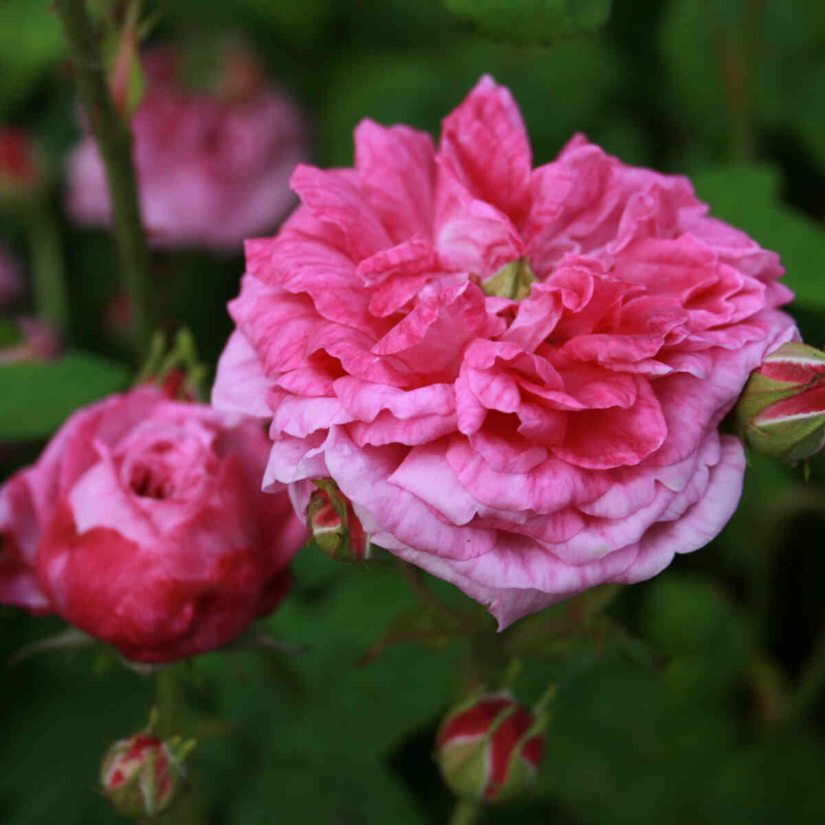 Rosa centifolia 'Petite de Hollande'