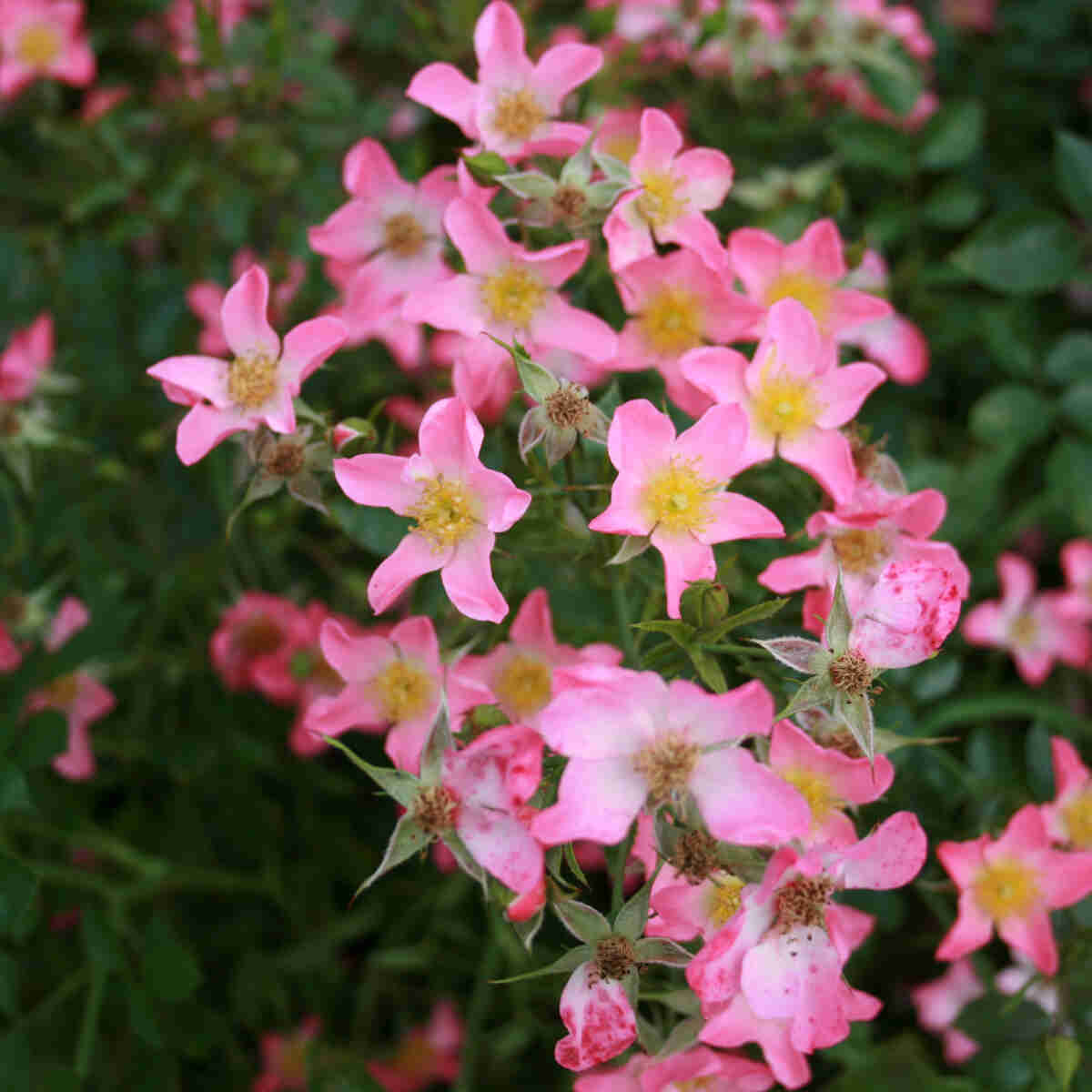 Bunddække Rose 'Pink Cover'