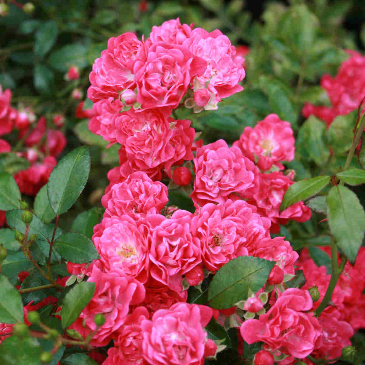 Bunddække Rose 'Pink Fairy'