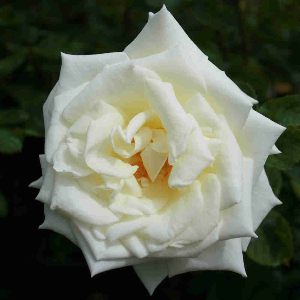 Rose "Polar Star"