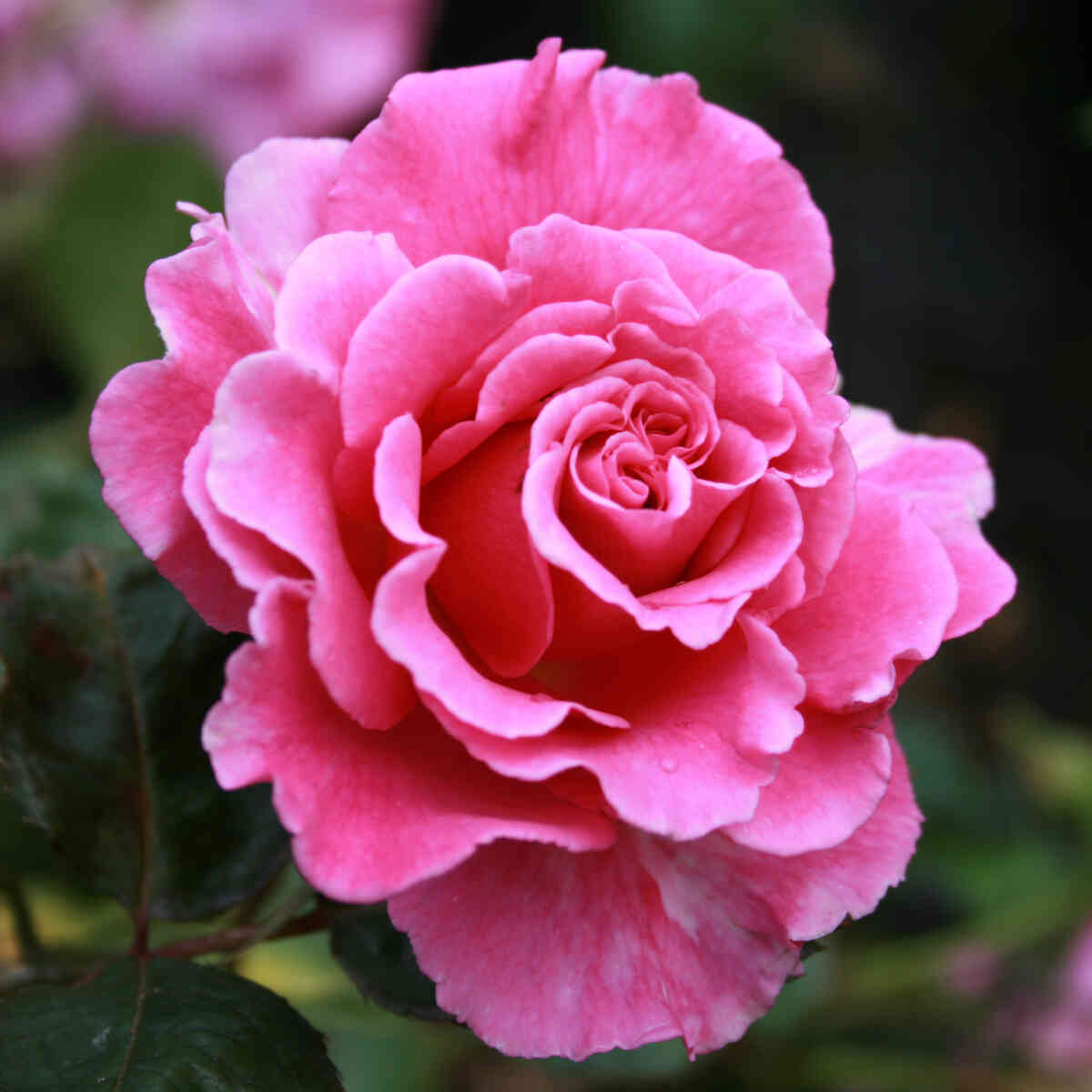 Rose 'Prinsesse Alexandra'