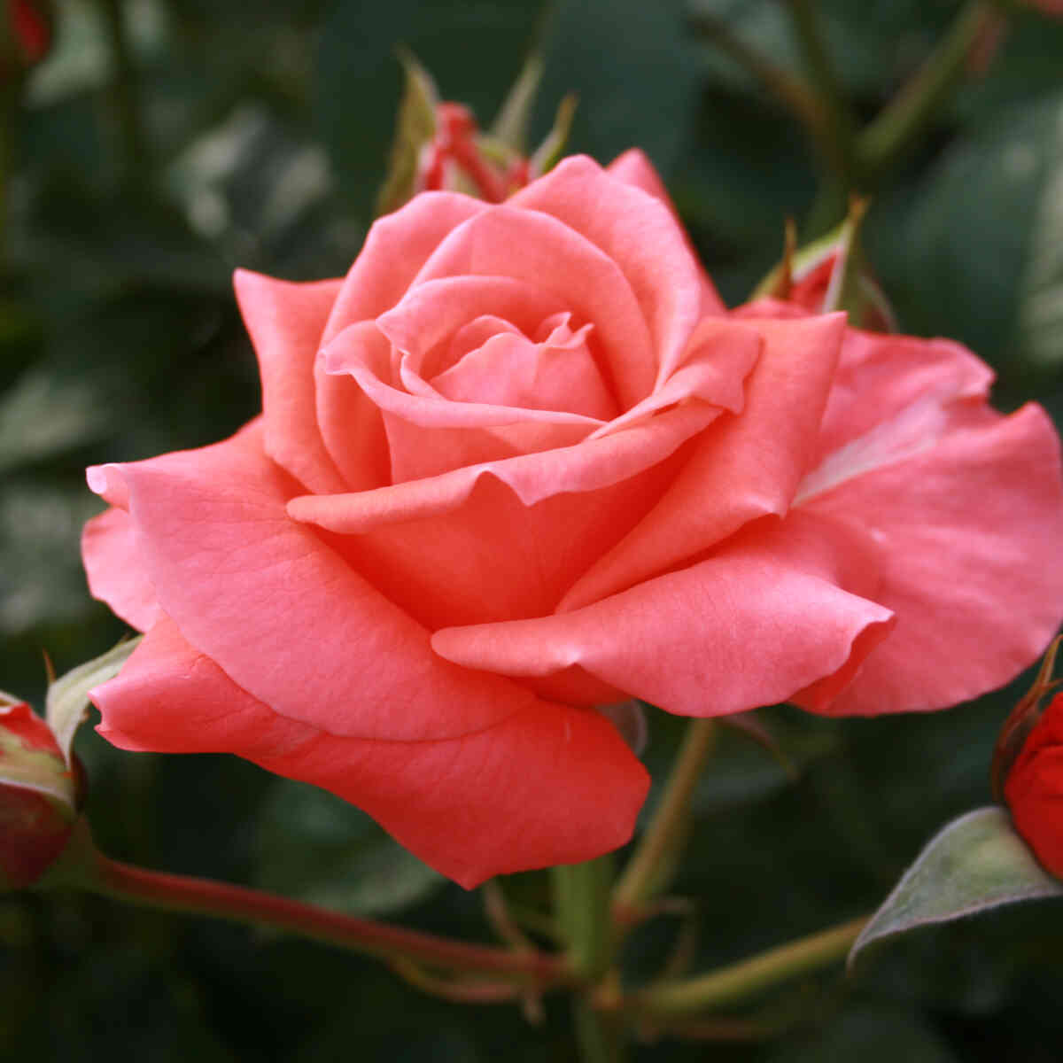 Rose 'Princess Marie'