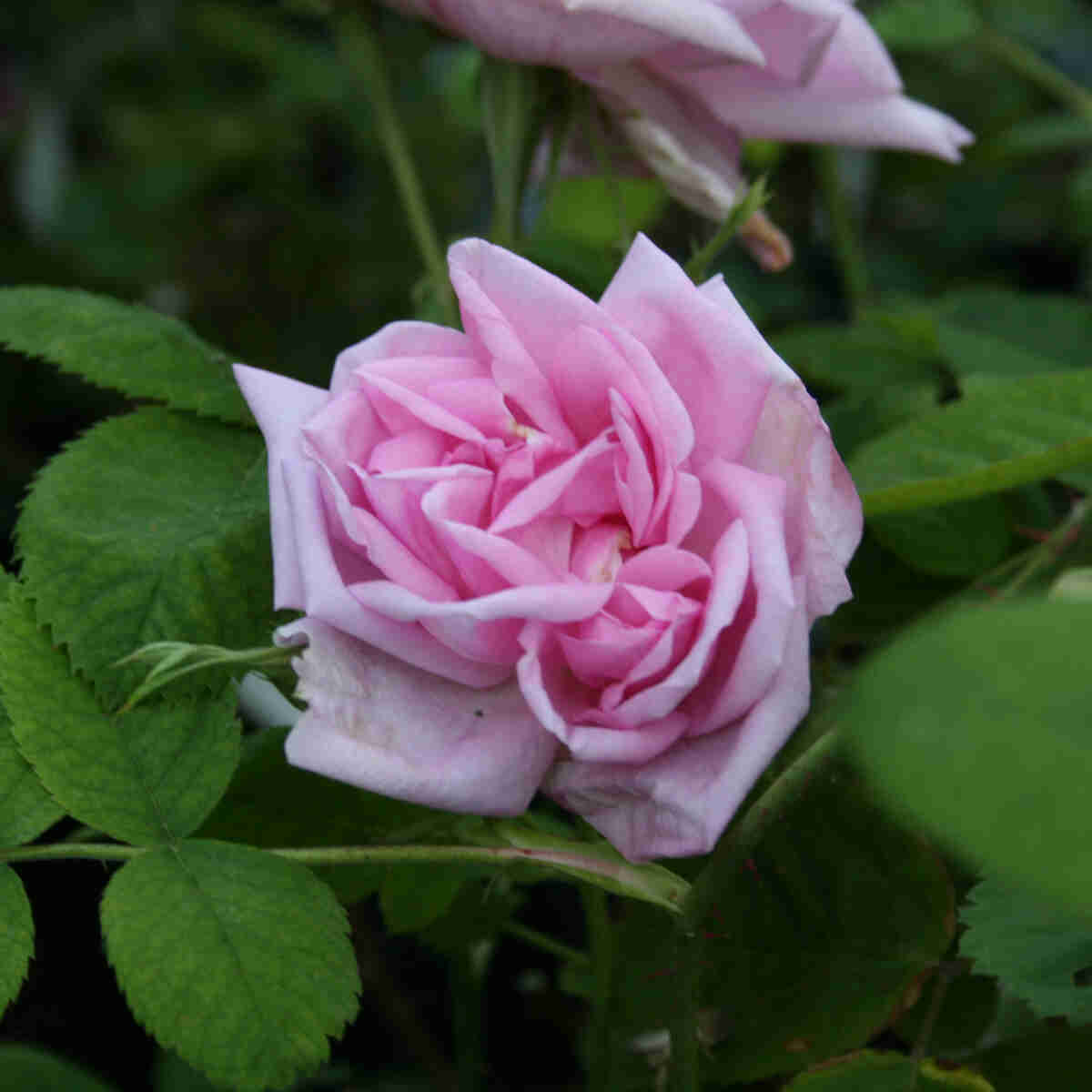 Rosa damascena 'Quatre Saisons'