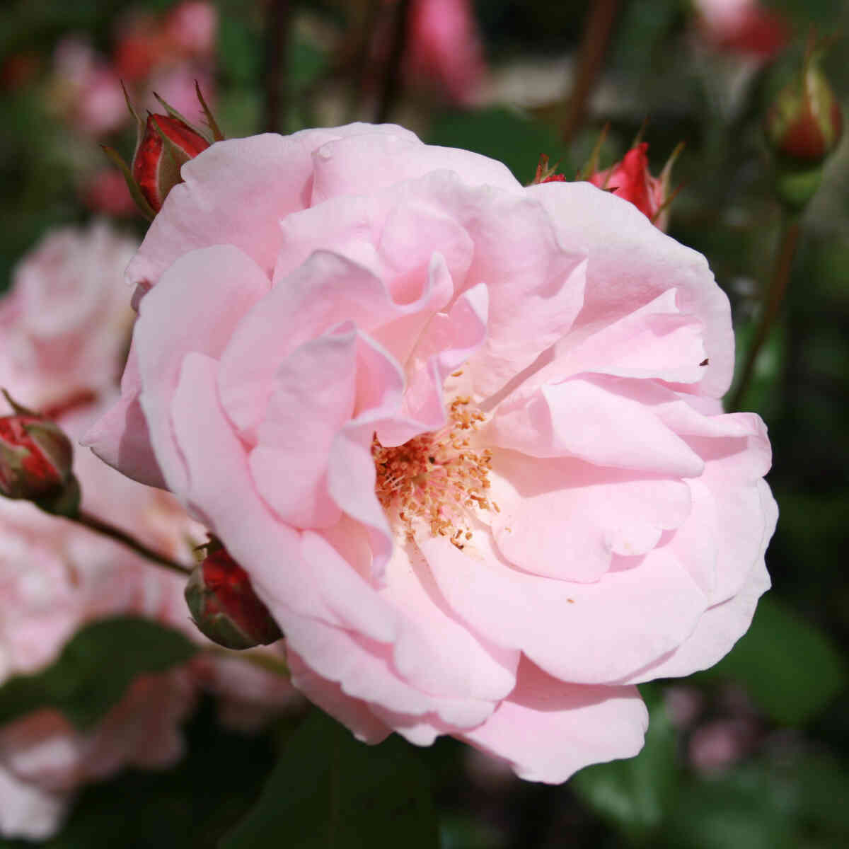 Rose 'Queen Elizabeth'