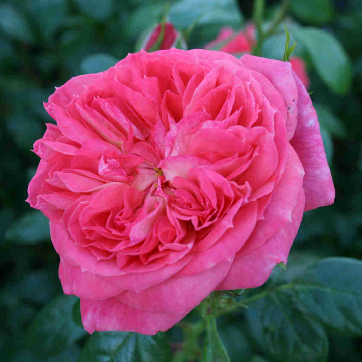 Rose "Queen of Hearts"