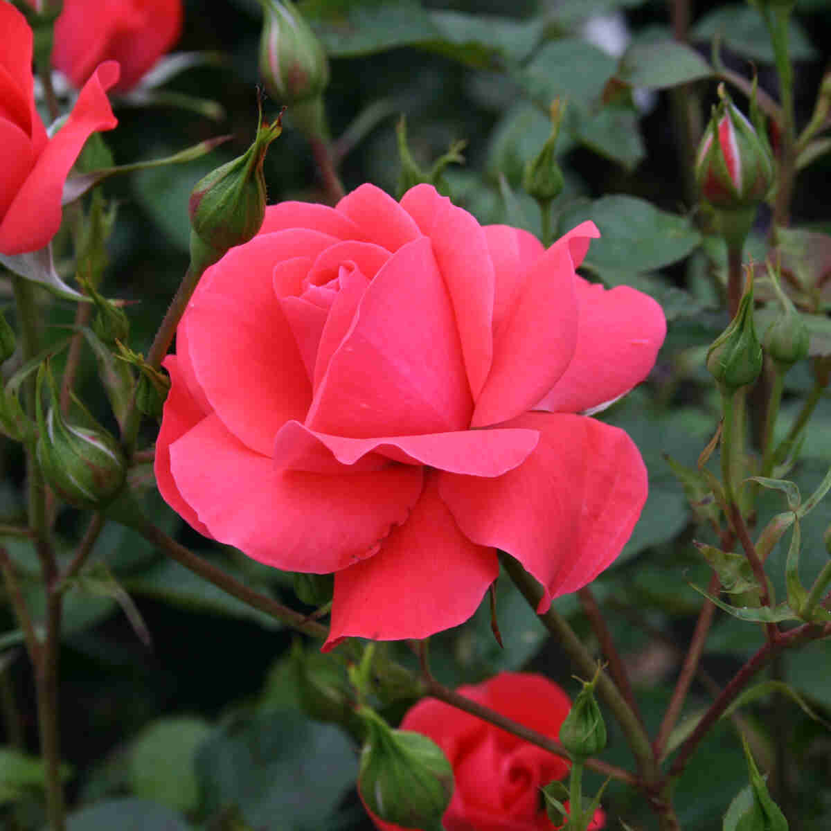 Rose 'Riberhus'