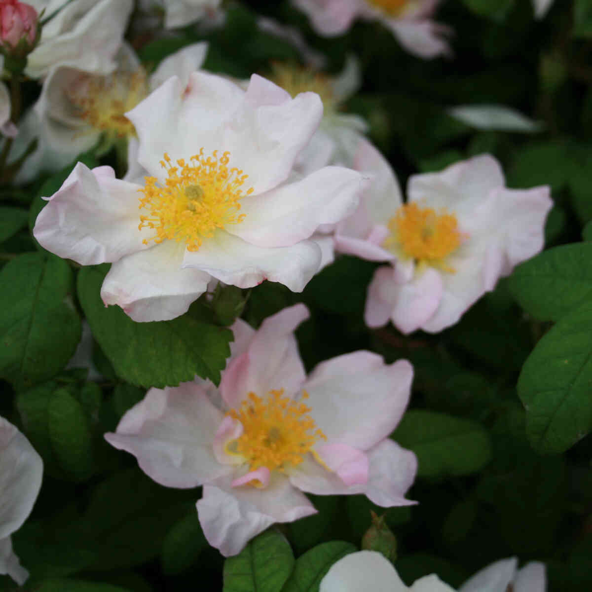 Mumiekransrose - Rosa richardii