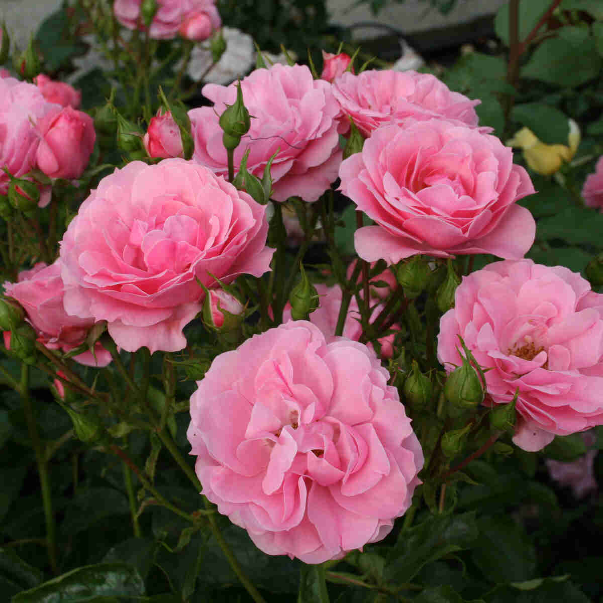 Rosa 'Royal Bonica'