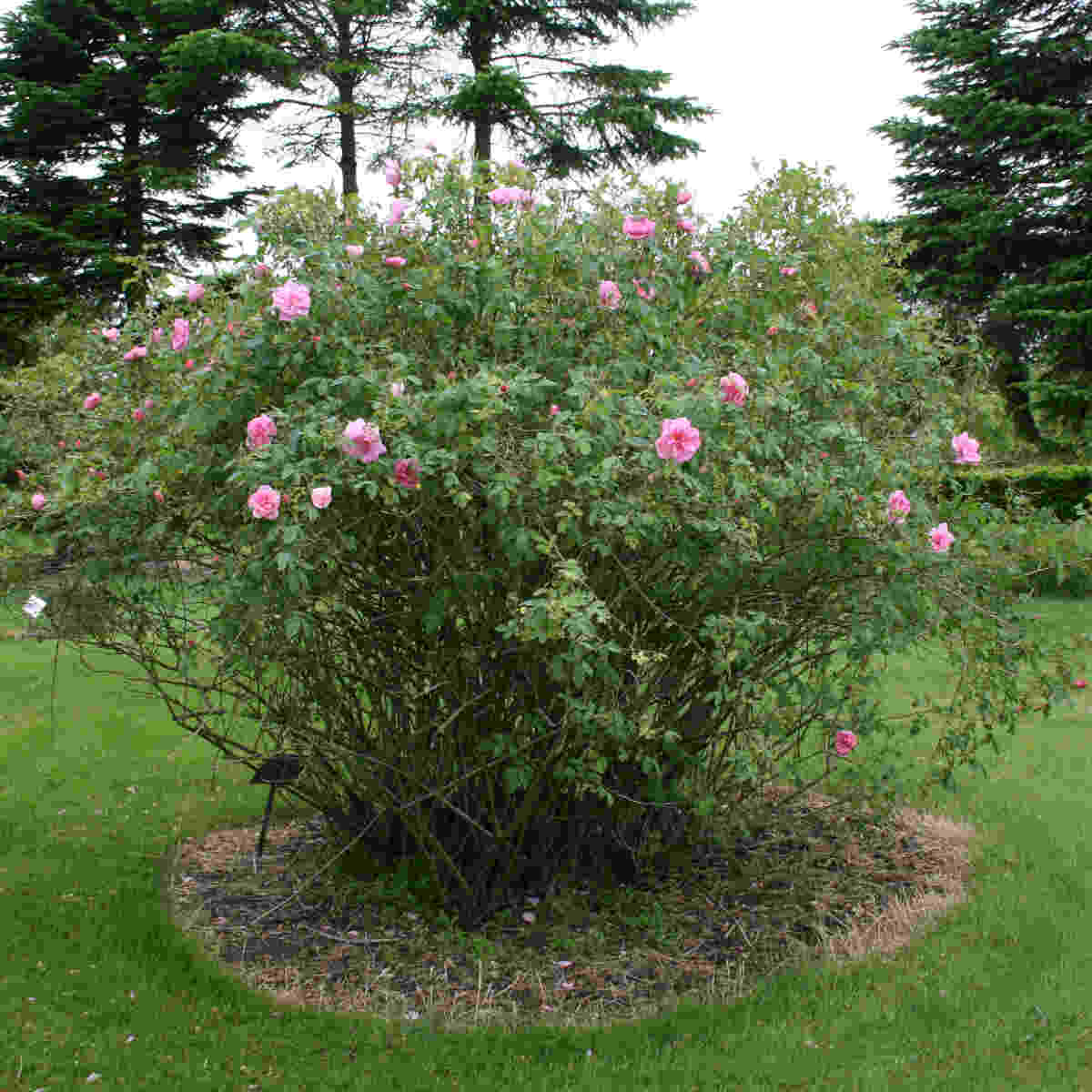 Æblerose rubignosa 'Apple Jack'