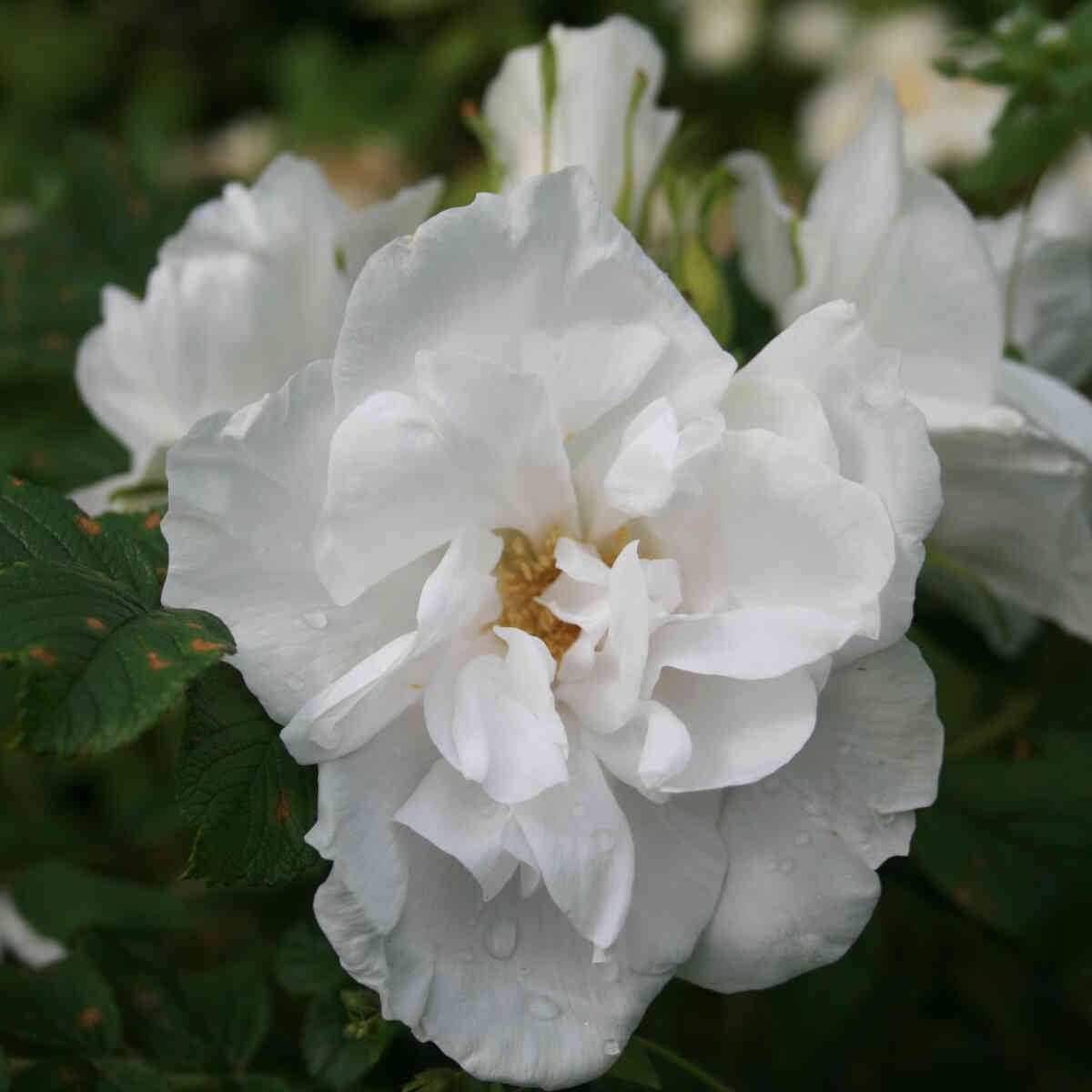 Hybenrose rugosa 'Blanc Double de Coubert'