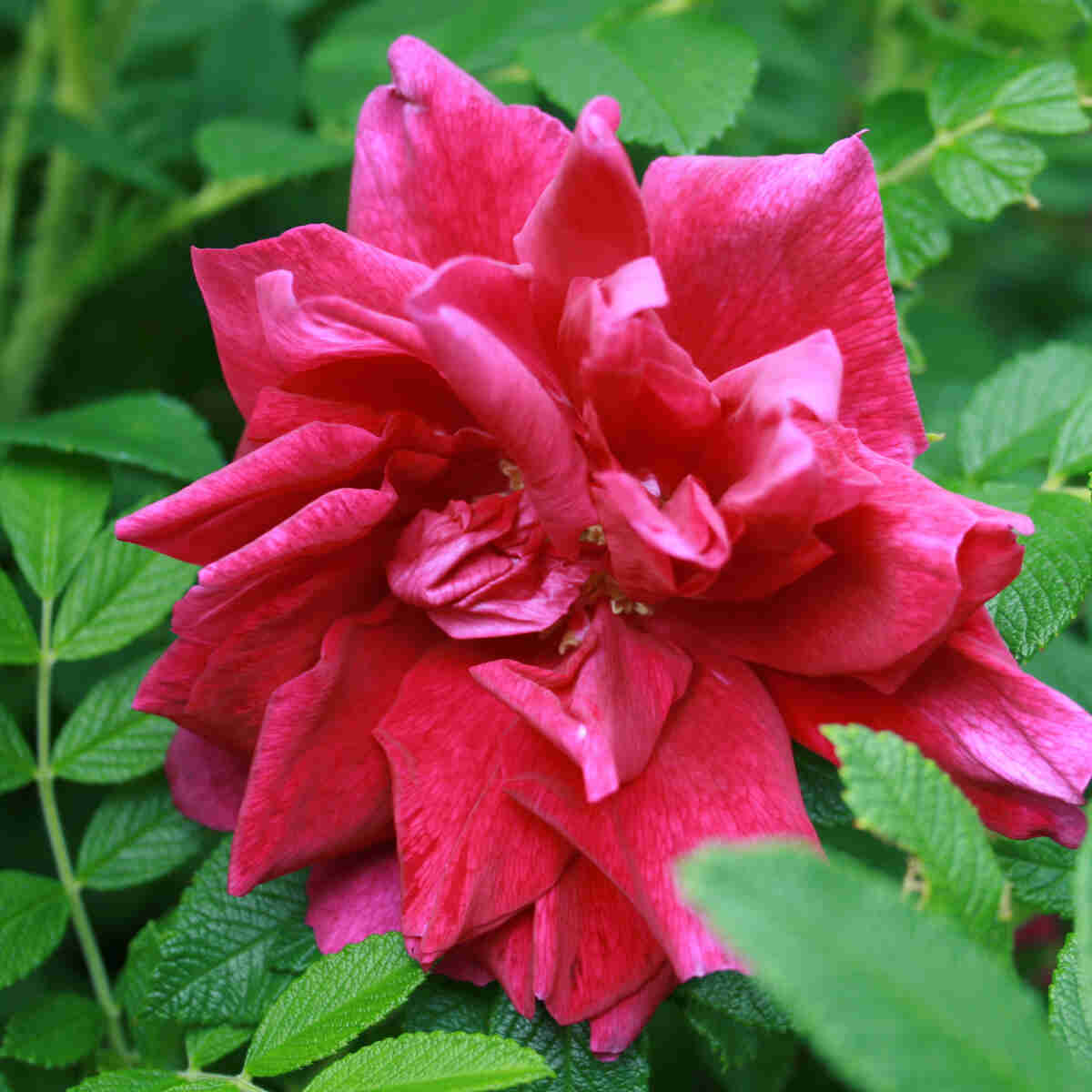 Hybenrose rugosa 'Hansa'