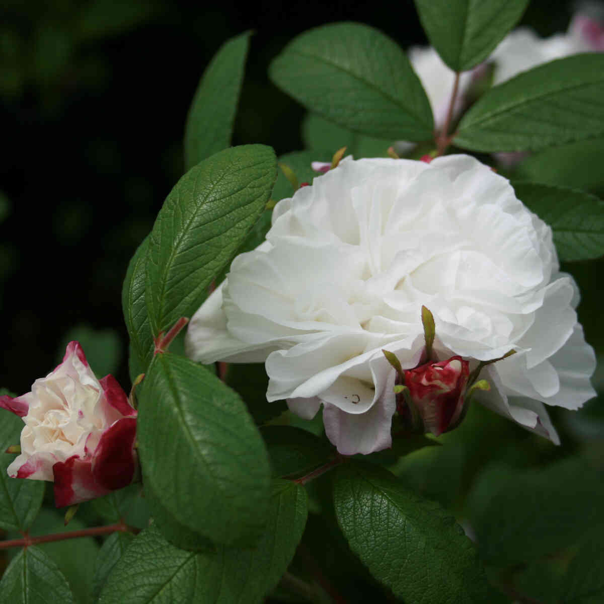 Hybenrose rugosa 'Louise Bugnet'