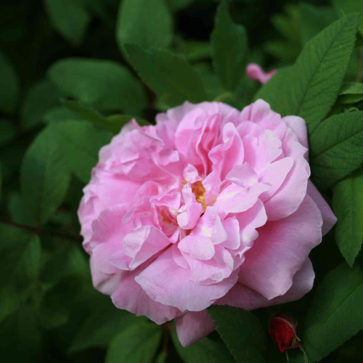 Hybenrose rugosa 'Therese Bugnet'