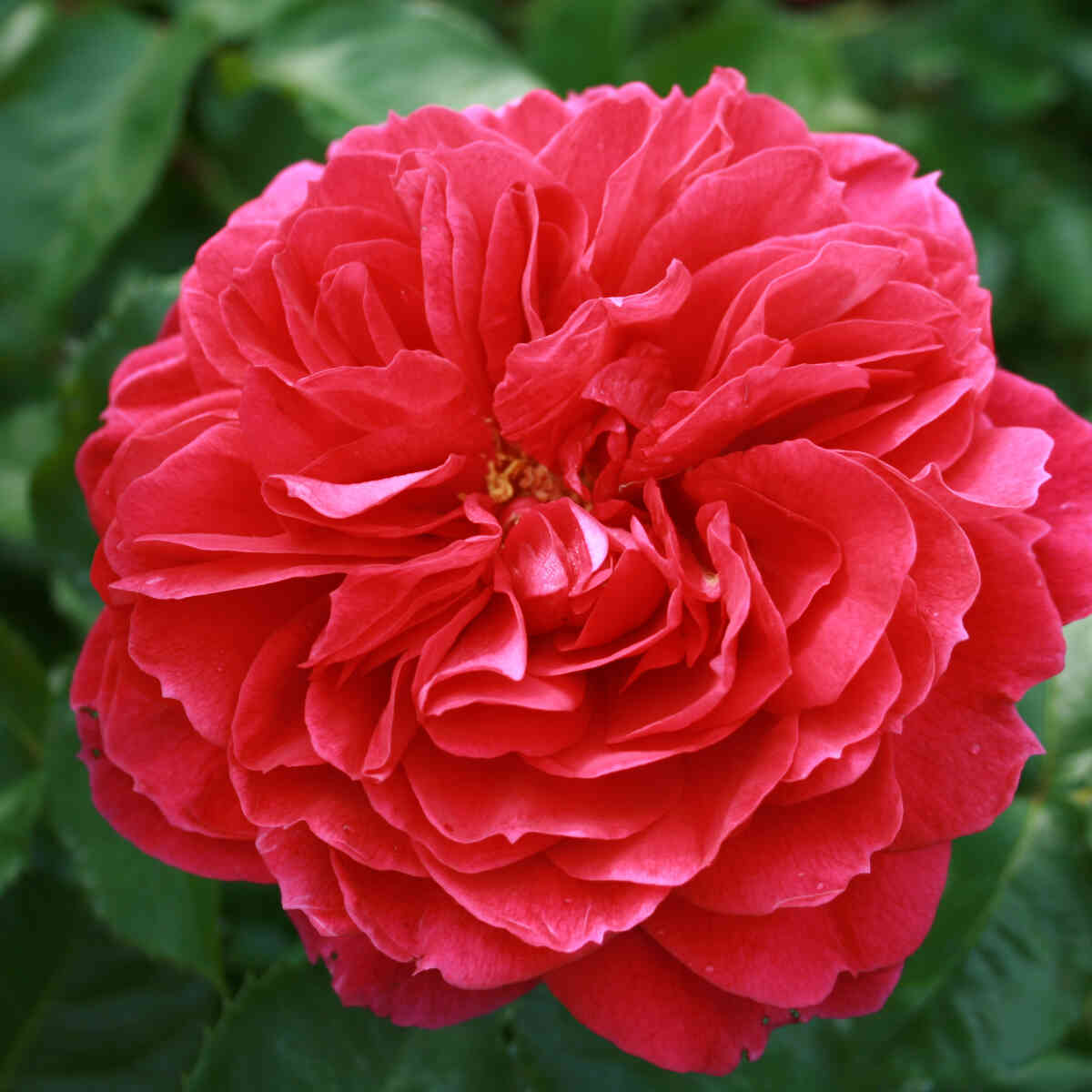 Rose 'Ryslinge ros'