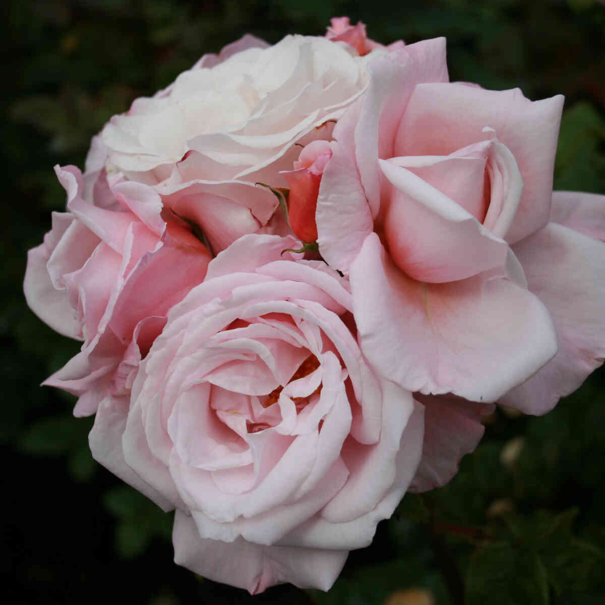 Rose 'Sachsenperle'