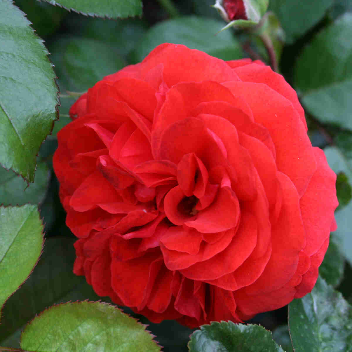 Rose 'Scarlet Bonica'