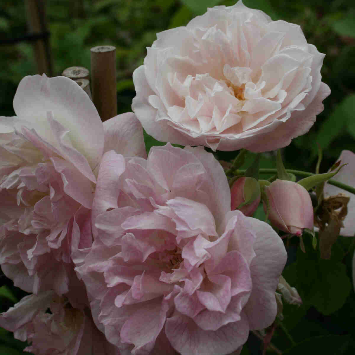 Climbing rose 'Scarmans Himalayan Musk'