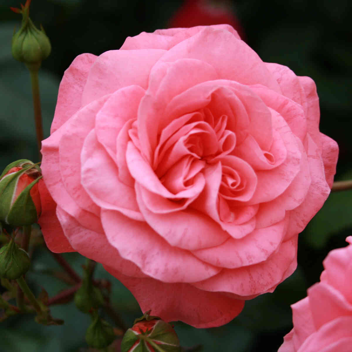 Rose 'Schackenborg'