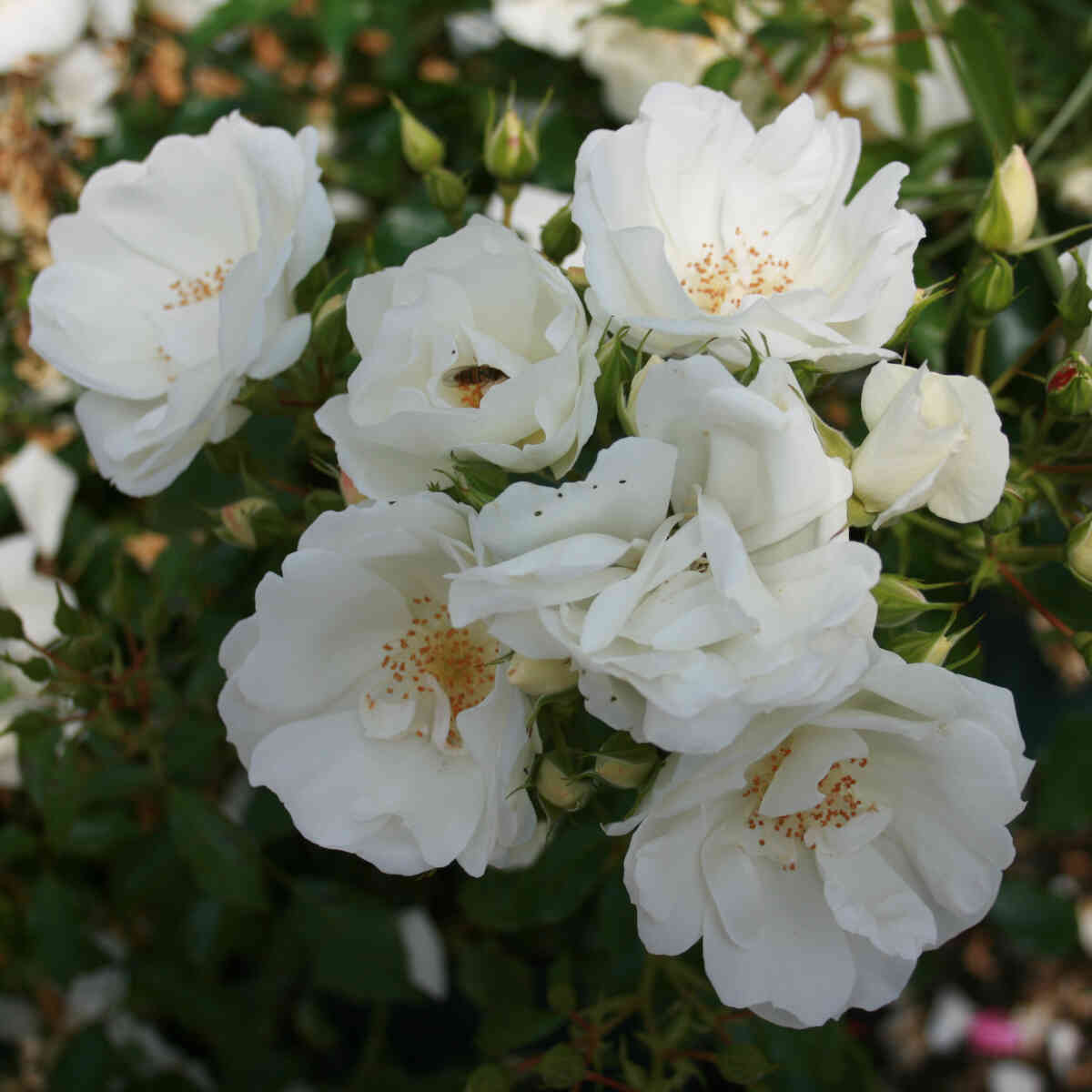 Bunddække Rose 'Schneeflocke'