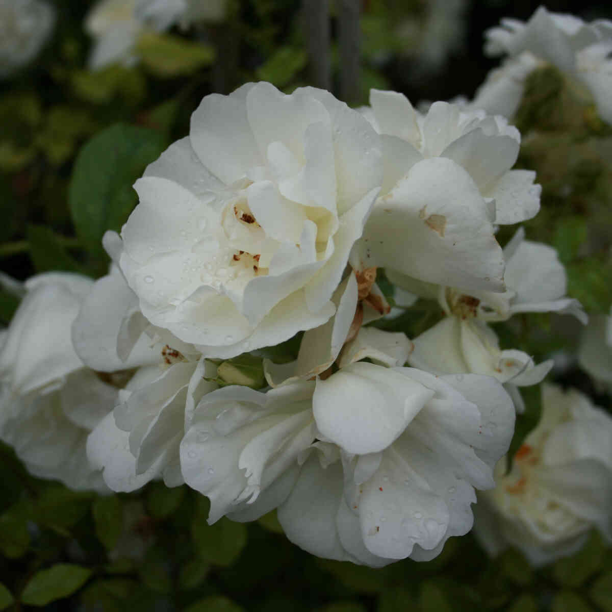 Climbing rose 'Schneeflocke Plus'