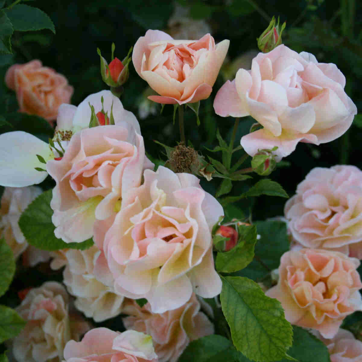 Bunddække Rose 'Sedana'