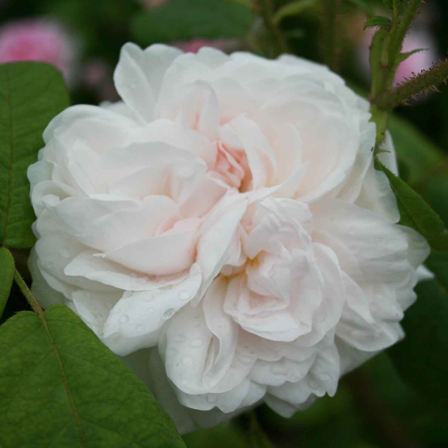 Mosrose 'Shailer's White Moss'