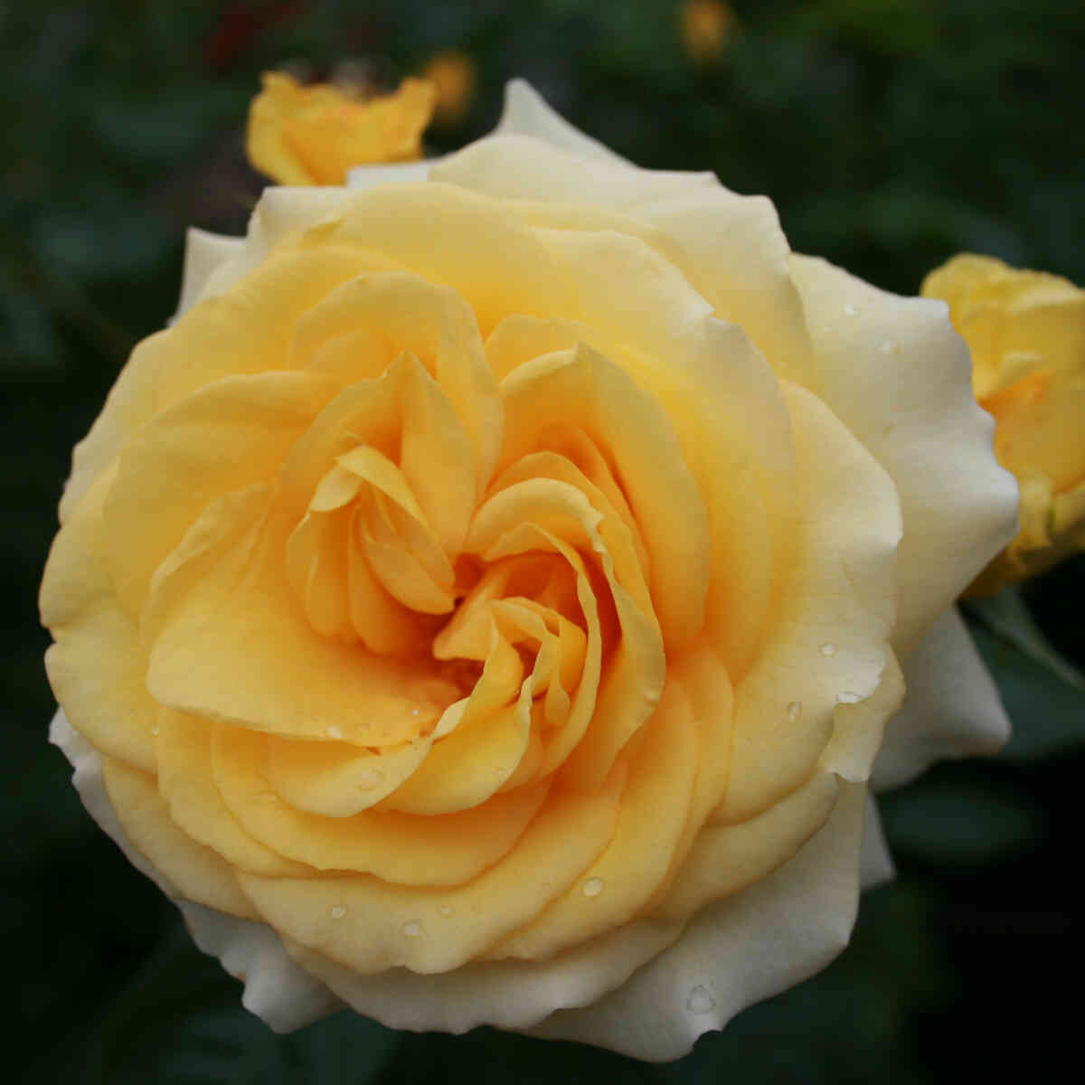 Rose 'Sommergold'