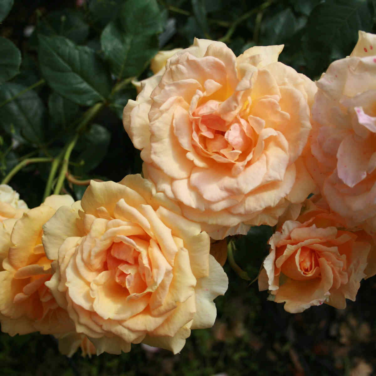 Rosa 'Sophia Renaissance'(Solo mio Renaissance)