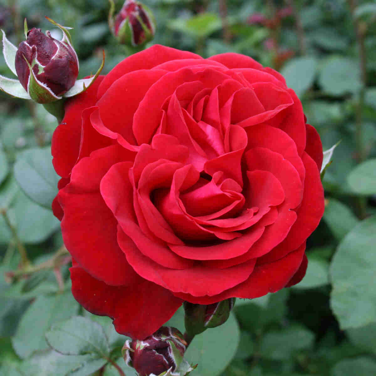 Rose 'Störtebeker'