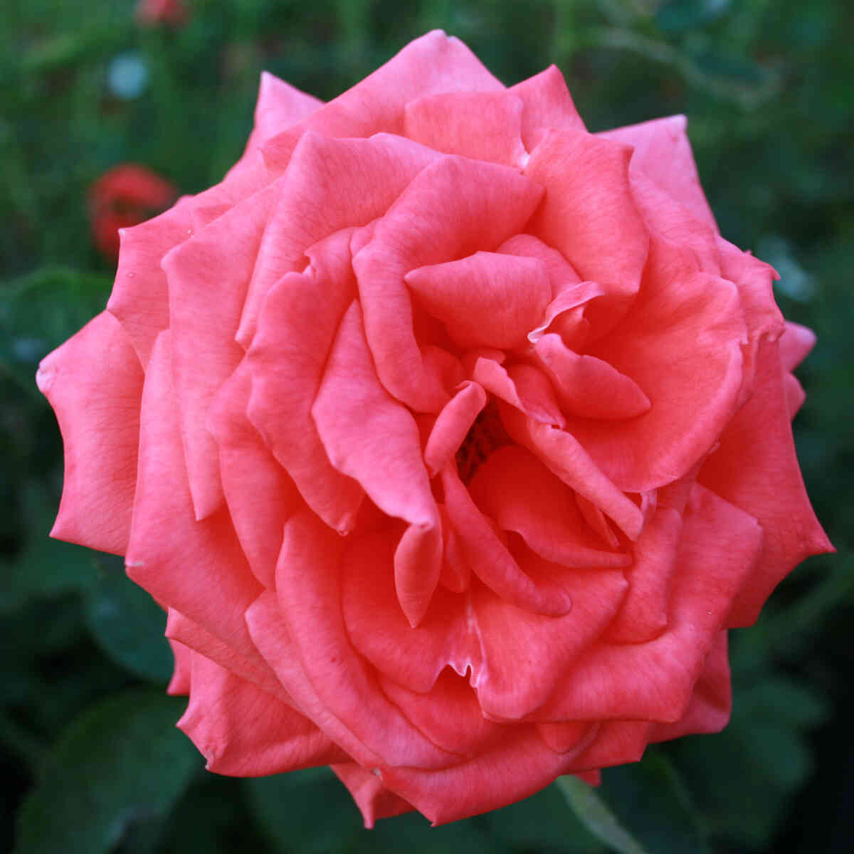 Rose 'Super Star'