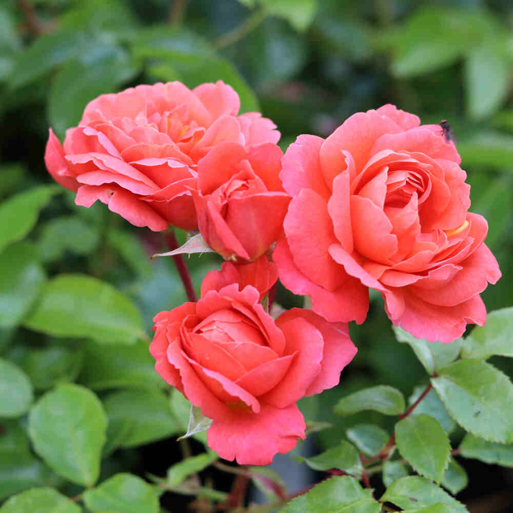 Rose 'Theodor Fontaine'