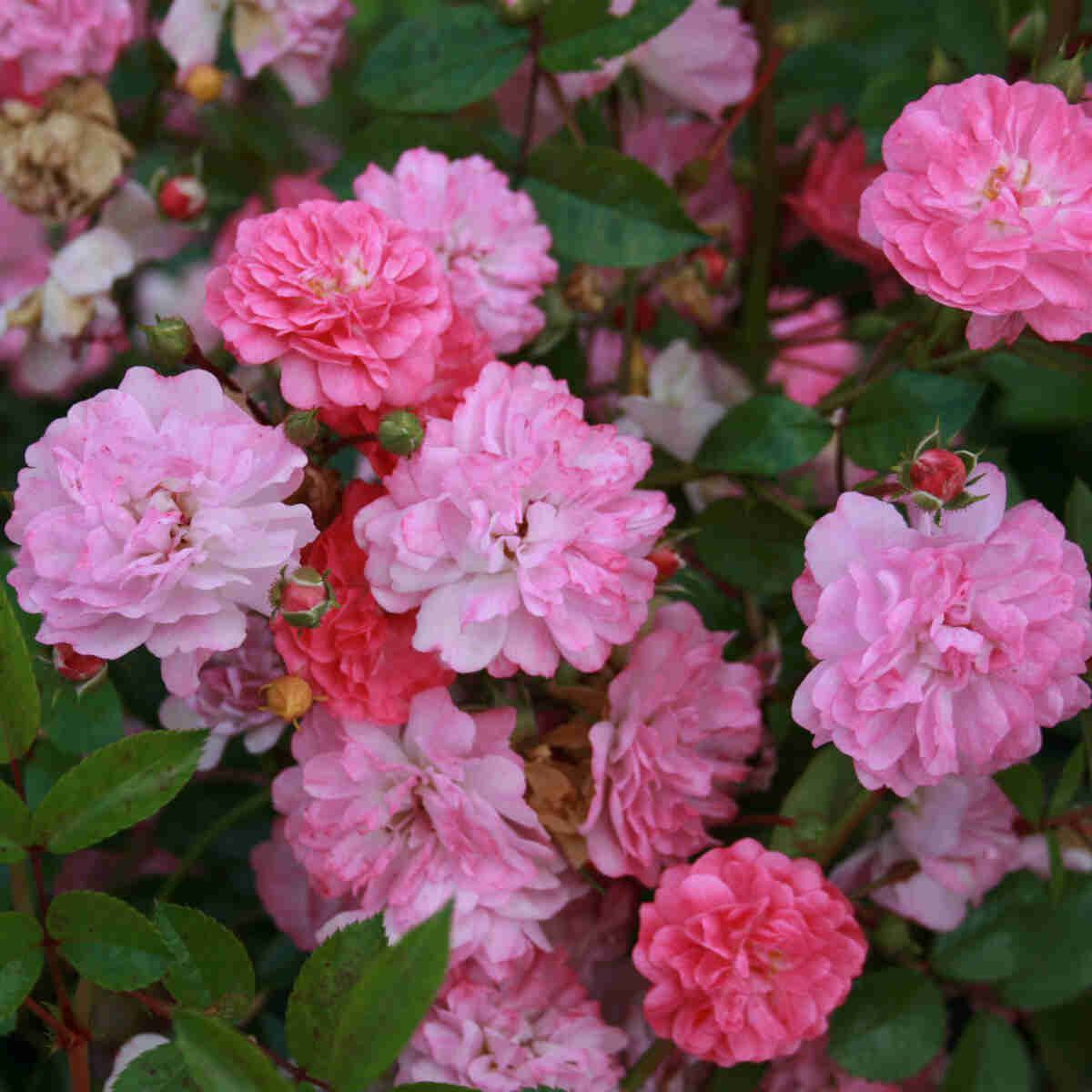 Bunddække Rose 'Tidy'