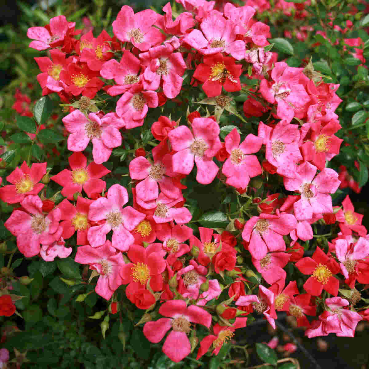 Bunddække Rose 'Tommelise'