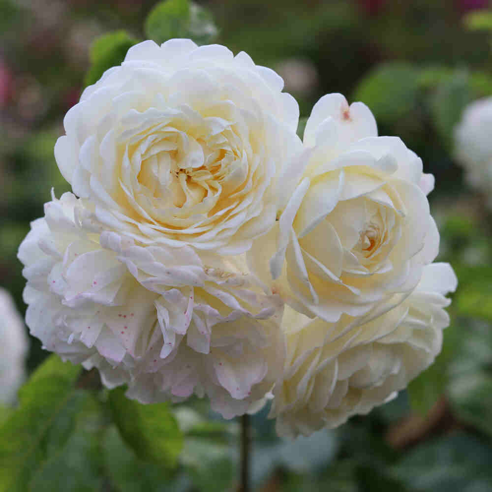 Rosa 'Tranquillity'