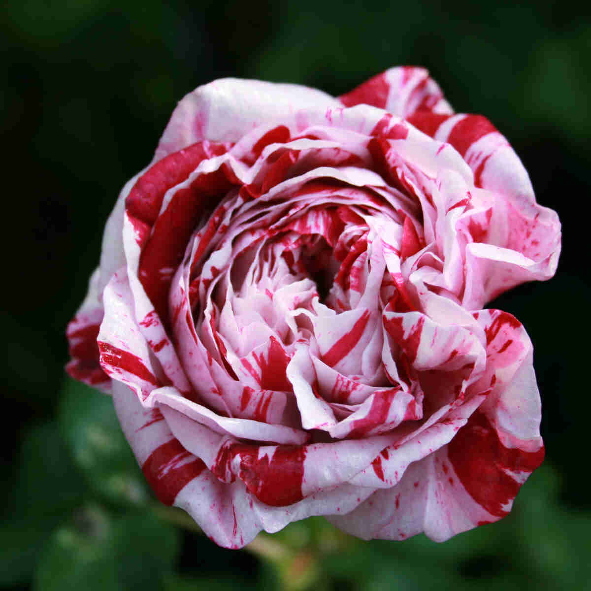 Bourbonrose 'Variegata de Bologna'