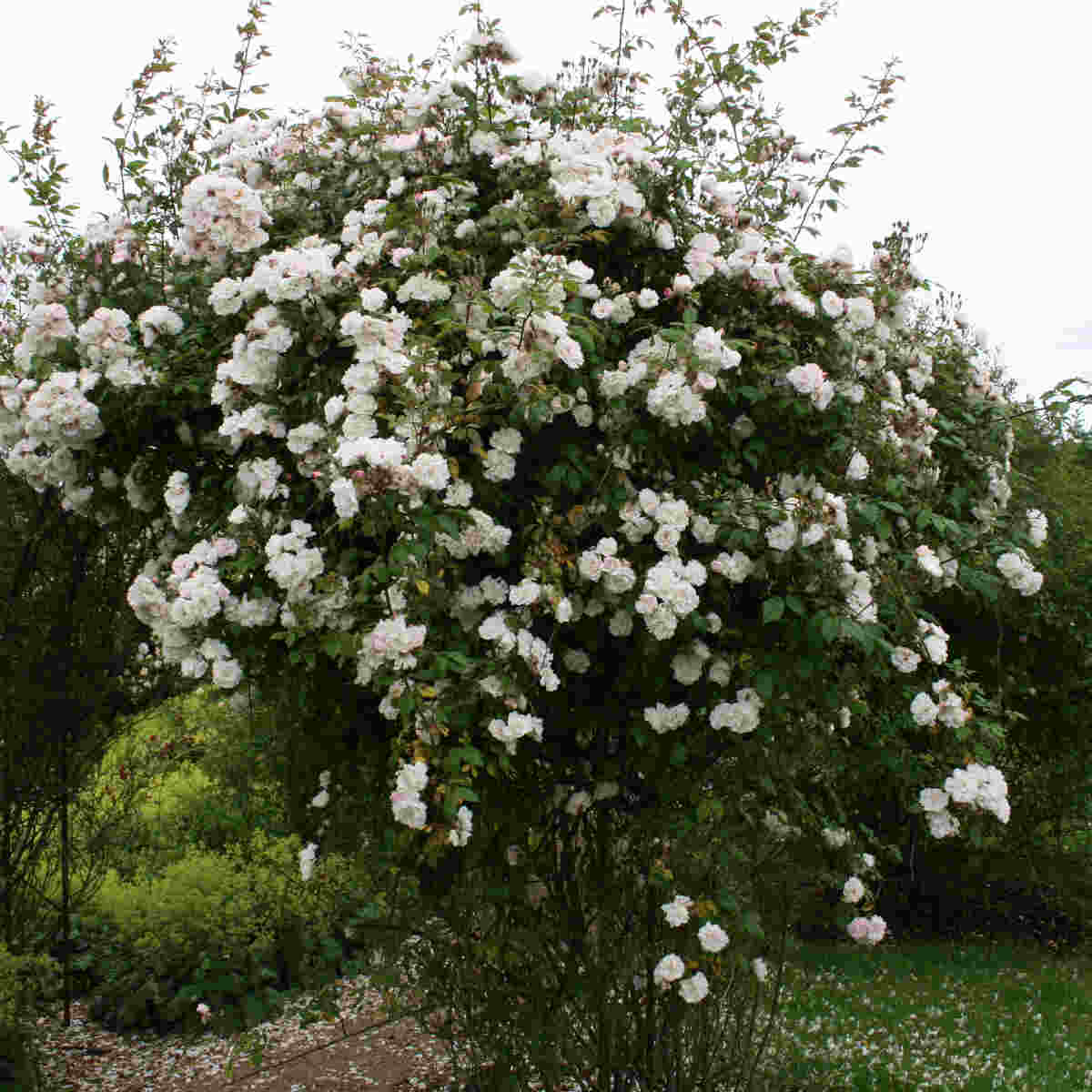 Climbing rose 'Venusta Pendula'