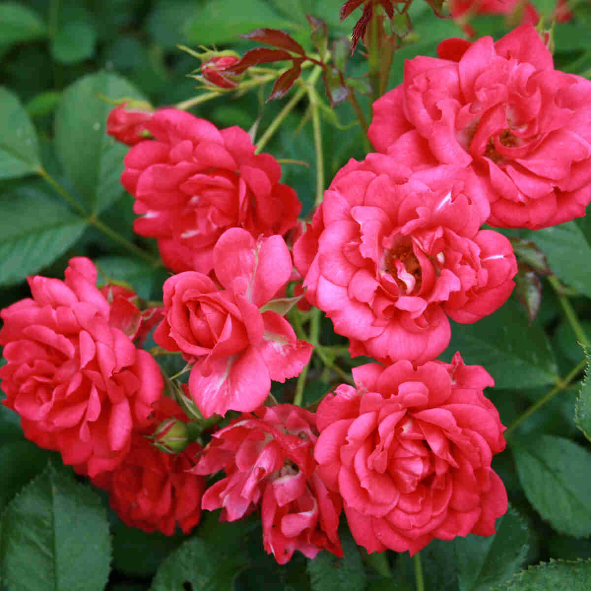 Bunddække Rose 'Viking'