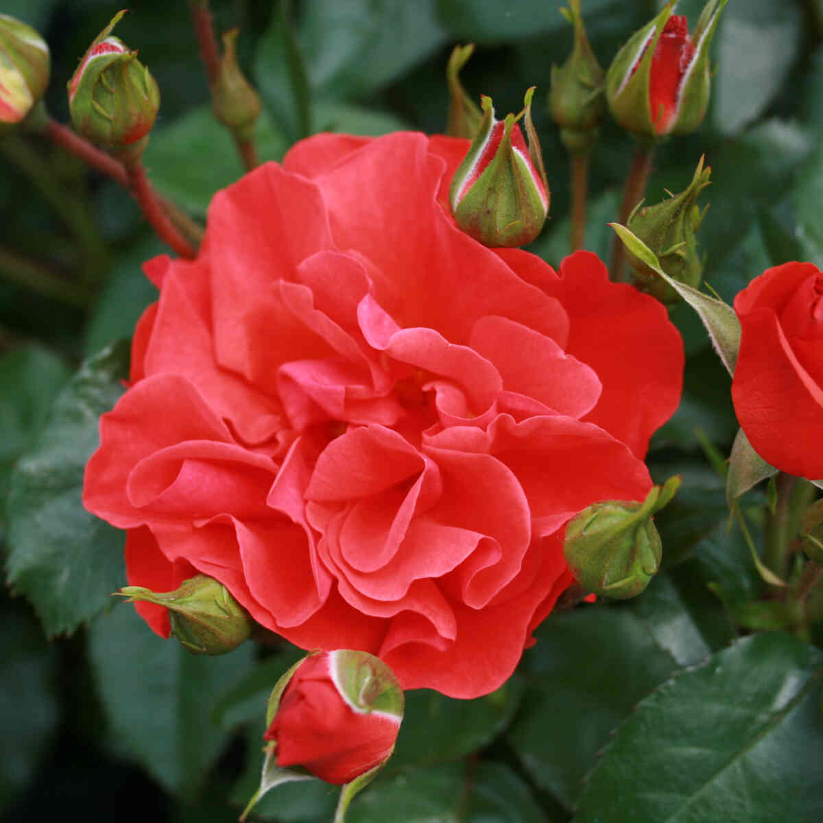 Rose 'Westpoint'