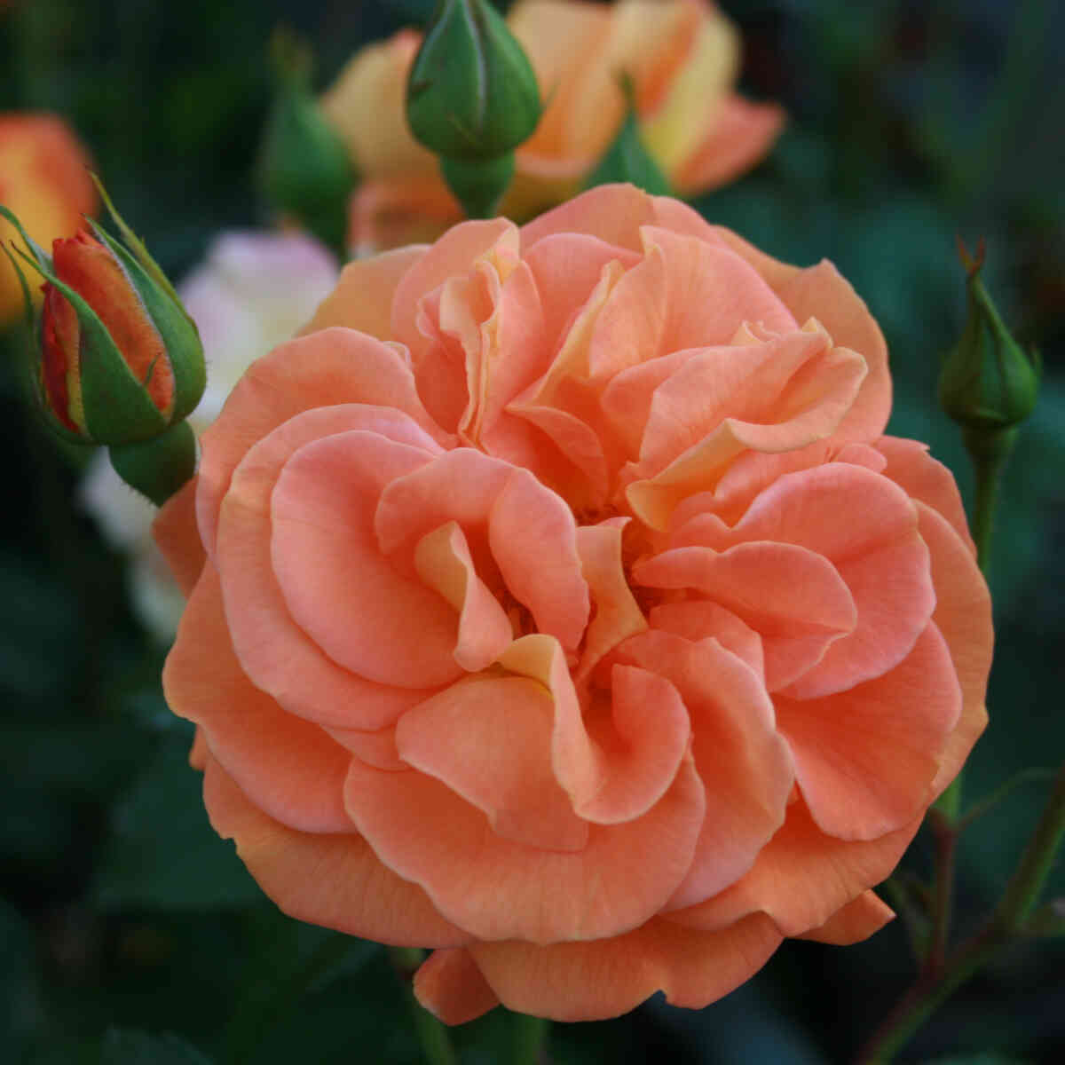 Rose 'Westzeit'