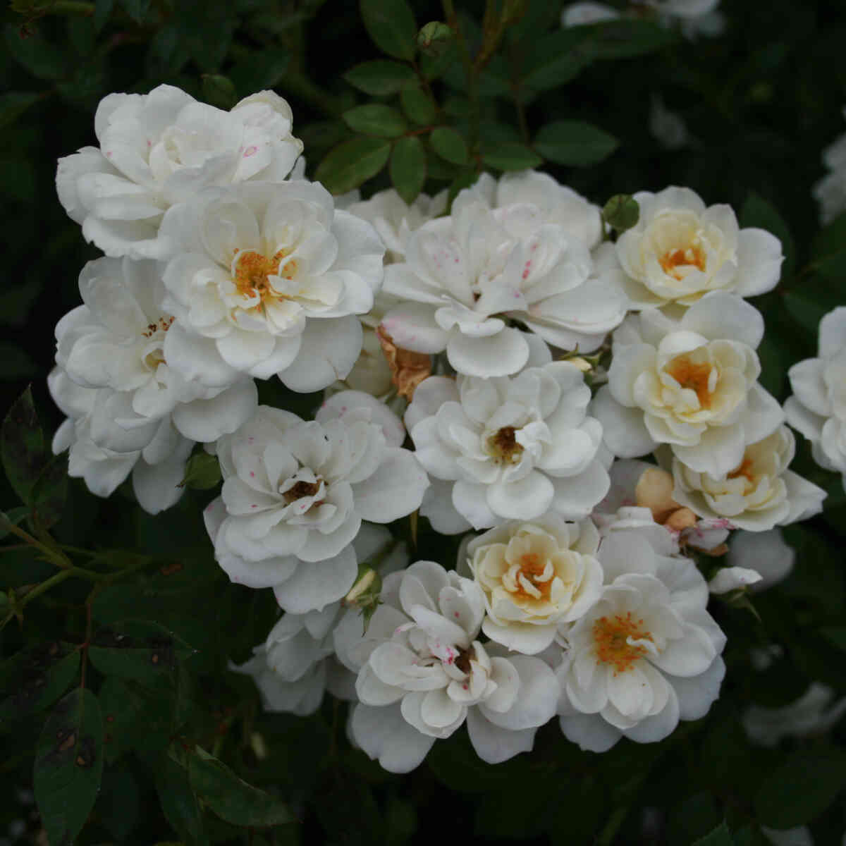 Rosa "White Cover"