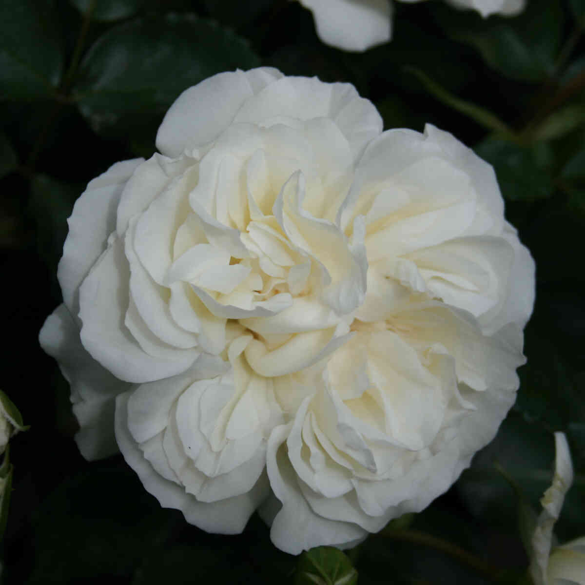 Rose 'White Meidiland'