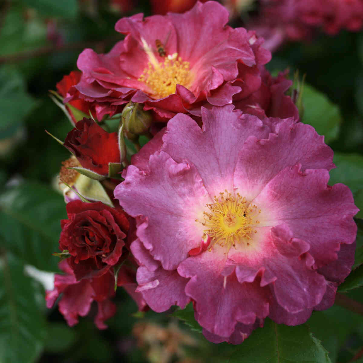 Climbing rose 'Wild Rover'