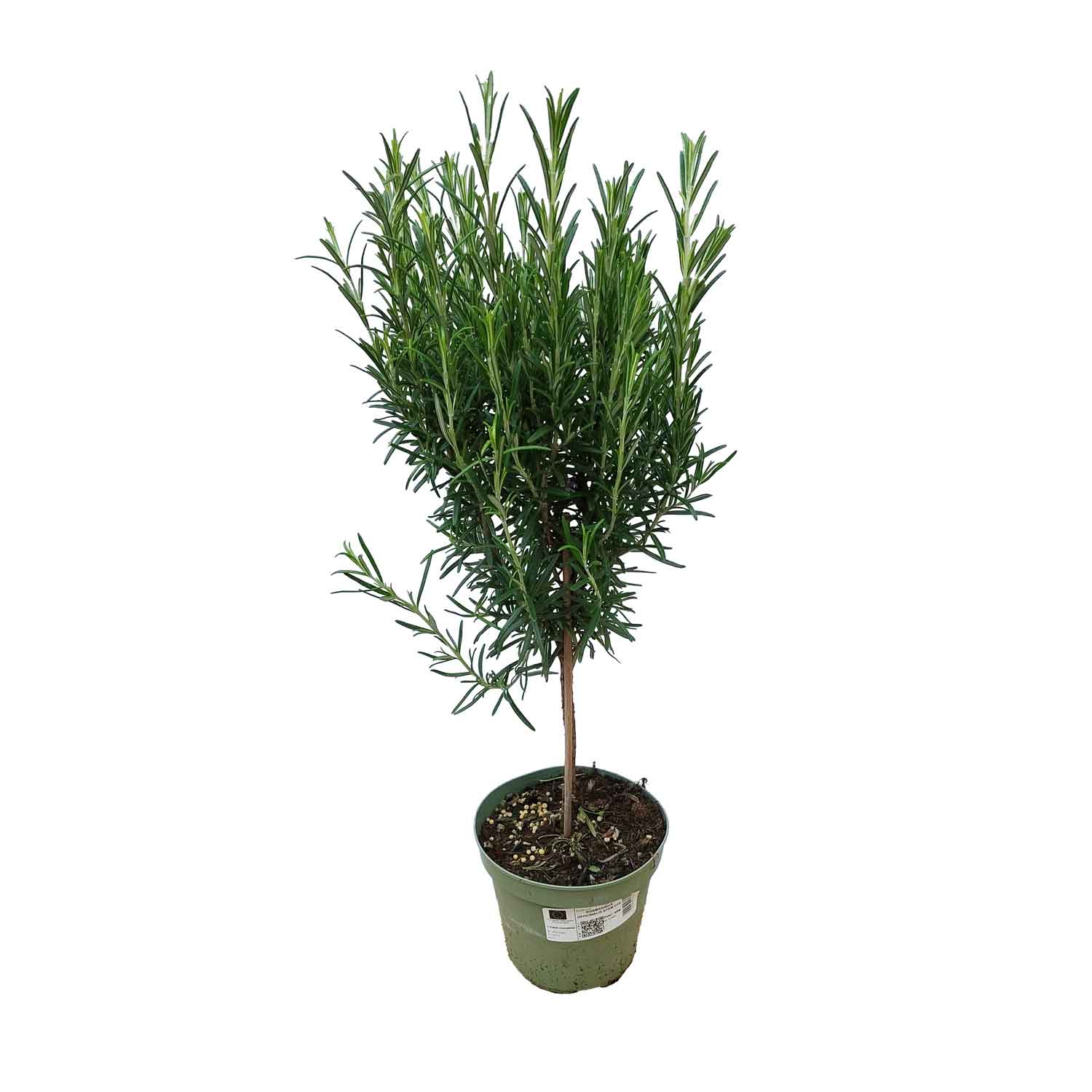 ROSEMARY OFFICINALIS STAM D14 