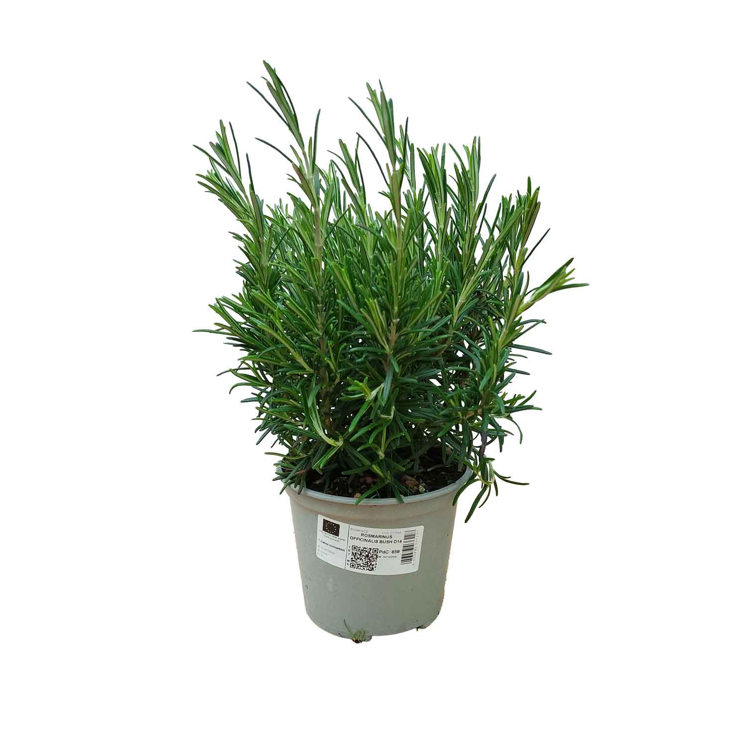 ROSEMARY OFFICINALIS BUSH D14 