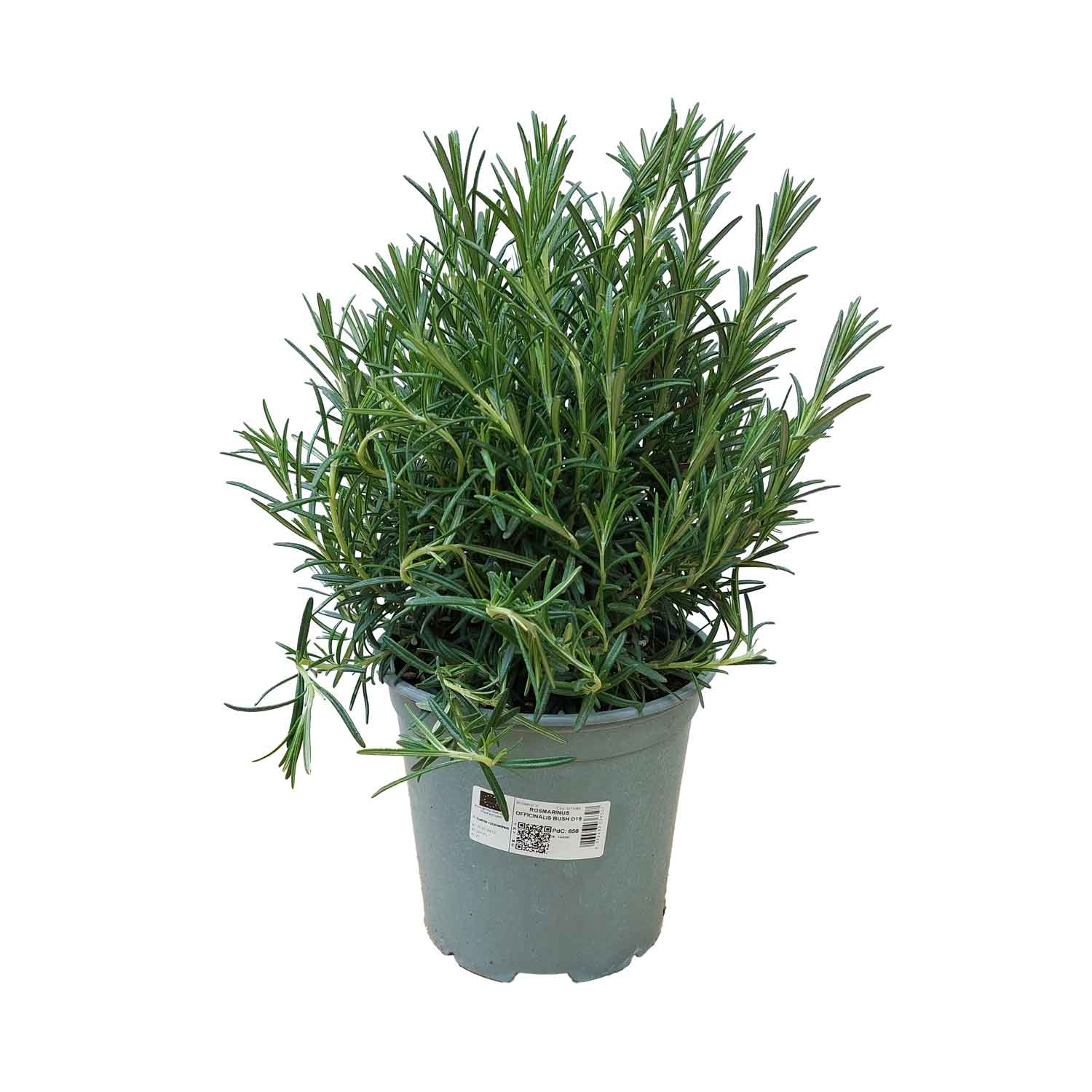 ROSEMARY OFFICINALIS BUSH D19 