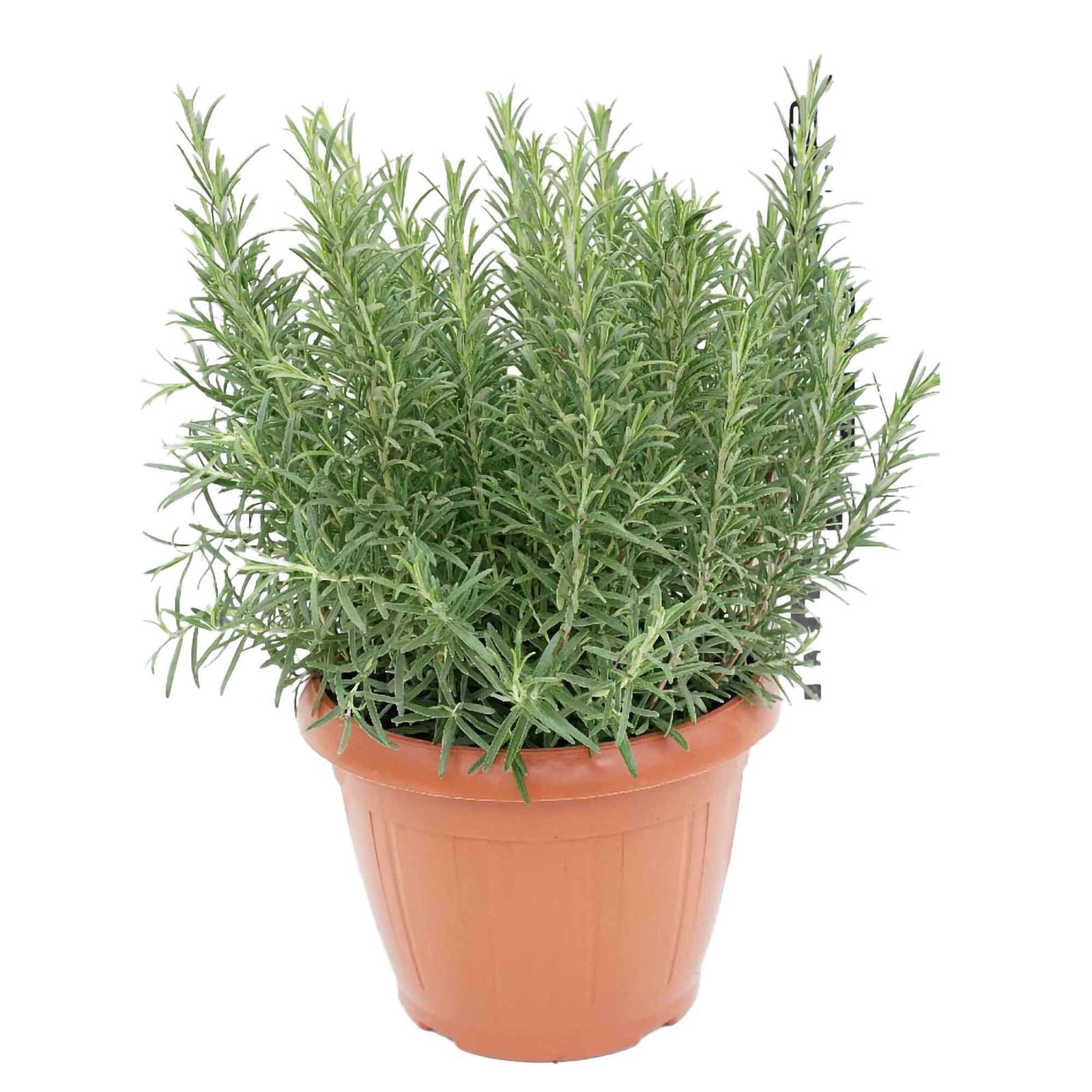 Rosmarinus officinalis 25Cm Pot