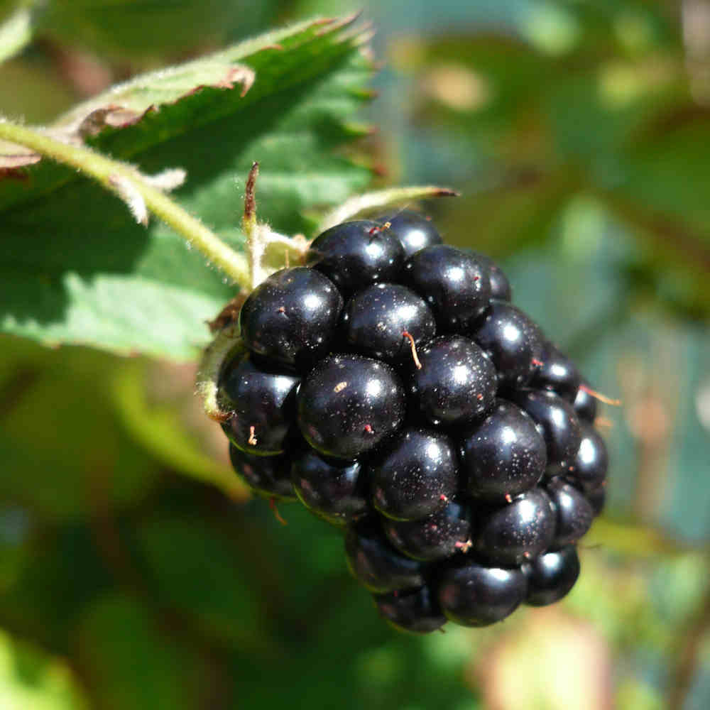 Brombær - Rubus fruticosus 'Loch Ness'® C5